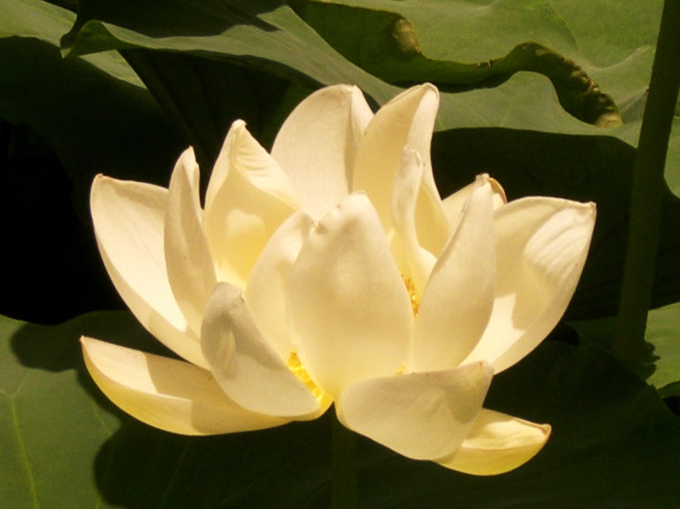 Bild Lotus 
