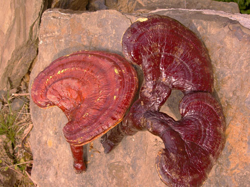Pilz der Unsterblichkeit, Ganoderma lucidum, Reishi (japanisch) oder Lingzhi (chinesisch)